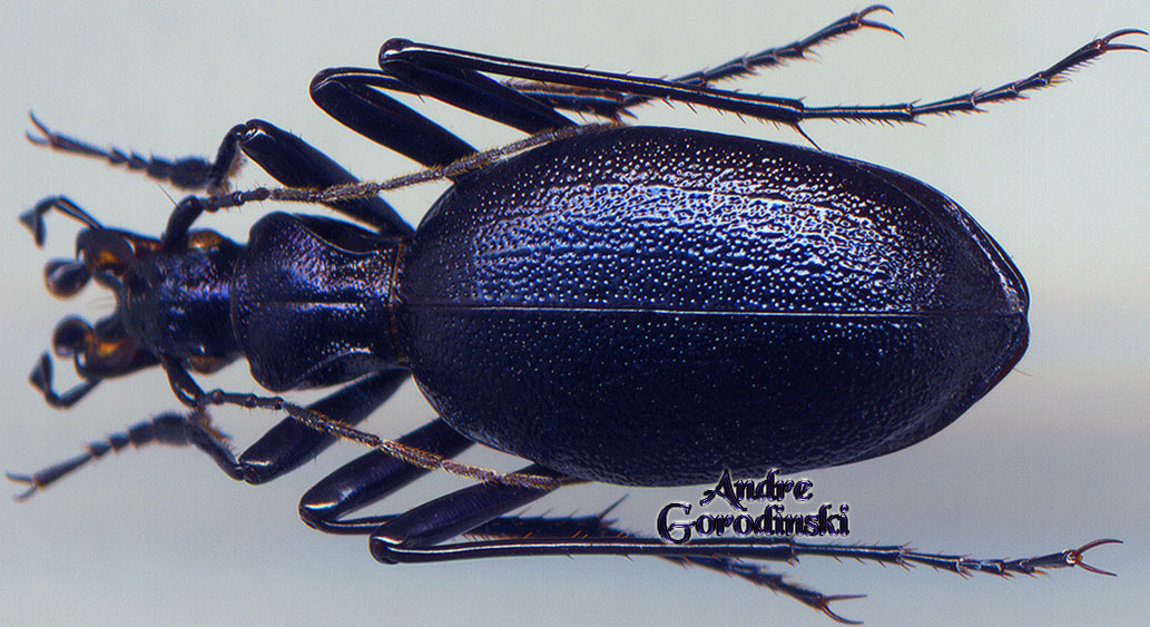 http://www.gorodinski.ru/carabidae/Cychropsis korelli subkazantsevi.jpg